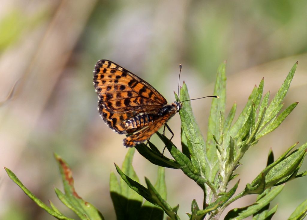 Melitaea phoebe? No, Melitaea didyma - Nymphalidae